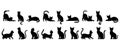 set of vector silhouettes of cats on a white background Royalty Free Stock Photo