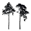 Set of vector silhouettes of high coniferous trees Royalty Free Stock Photo