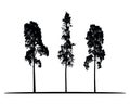 Set of vector silhouettes of high coniferous trees Royalty Free Stock Photo