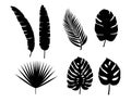 Set vector silhouettes tropical leaves. Monochrome jungle exotic leaf. Vector design Royalty Free Stock Photo