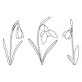 a set of vector snowdrops on a white background.