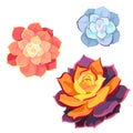 Set of vector Succulents named Echeveria Lilacina, Echeveria Pearl Von Nurnberg, Echeveria Lola on white isolated background,