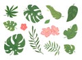 Set of vector tropical leaves. Green foliage of exotic palms and trees, pink flowers. Flat style Royalty Free Stock Photo