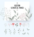 Set of vector twigs, leaves, flowers isolated on background, for design