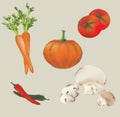 Set of Vector Vegetables