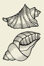 Set of vector vintage seashells Royalty Free Stock Photo