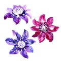 Set with vector watercolor clematis