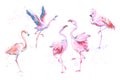 Set of 5 vector watercolor imitation style sketchy flamingos isolated on white. Vector illustration of pink flamingo Royalty Free Stock Photo