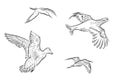 Set of vector wildfowl