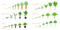 Set of vegetable growth life cycles on a white background.