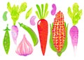 Set vegetable radishes carrots corn peas beans garlic on a white background Watercolor illustration