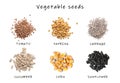 Set of vegetable seeds and its names on white background, top view. Tomato, paprika, cabbage, cucumber, corn and sunflower