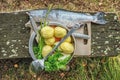 Set of vegetables and fish outdoors in the forest, preparing to cook on the open fire Royalty Free Stock Photo