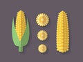 A set of Vegetables in a Flat Style - Ear of Corn Royalty Free Stock Photo