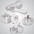 Set of vegetables. Fresh food. Pumpkins line drawn on a white background Royalty Free Stock Photo