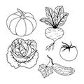 Set of vegetables pumpkin, beetroot, tomato, cabbage, cucumber.Vector stock illustration eps10. Isolate on white background, outli