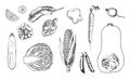 251_Set of various hand drawn vegetables. Sketches of different food