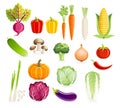 Set of vegetables. Vector illustrations.