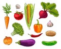 Set of Vegetebles, handrawn bright colour illustration