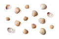 Set of Venus clam empty shells isolated on a white background. Variety of Veneridae bivalve multicolored shells cutout macro. Royalty Free Stock Photo