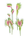 Set of `Venus Flytrap` made in watercolors on a white background