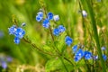 Bouquet of small blue flowers of the woods Royalty Free Stock Photo