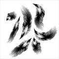 Set of vetor black-white feathers