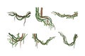 Set of vine winding branches or lianas. Jungle tropical climbing plants cartoon vector illustration Royalty Free Stock Photo