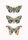 Set Of Vintage Art Butterflies For Design And Decoration