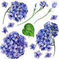 Set of vintage floral bouquet of blooming hydrangea and garden and butterfly flowers, botanical illustration of natural