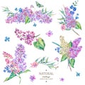 Set of vintage floral vector bouquet of lilac