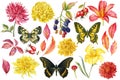 Set of vintage flowers, leaves, berries and butterflies, watercolor botanical illustration, hand drawing