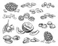 Set of vintage hand drawn nuts icons