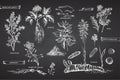 Set vintage hand drawn sketch medicine herbs elements isolated on black chalk board background. Wormwood, turmeric