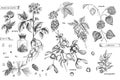 Set vintage hand drawn sketch medicine herbs elements isolated on white background. Cedar, mistletoe, hop, physalis
