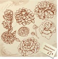 Set of Vintage Realistic graphic flowers - hand dr