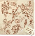 Set of Vintage Realistic graphic flowers - roses