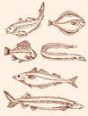 Set of vintage saltwater fish