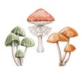 Watercolor set with halloween scary variety of poisonous toadstool mushrooms