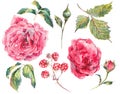 Set vintage watercolor bouquet of roses Royalty Free Stock Photo