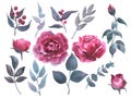 Set vintage watercolor elements of viva magenta rose, collection garden flowers, leaves, illustration isolated on white