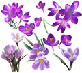 Set of Violet and lilac crocus flowers