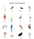 Set with virds of South America. Pelican, heron, stork, agami, macaw etc. Cute cartoon character. Flat modern style