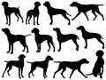 Set of Vizsla Dog silhouette vector art