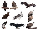 Set of vulture birds. Isolated over white Royalty Free Stock Photo