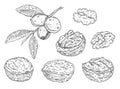 Set walnut. Branch with leaves and nuts. Vector vintage engraving