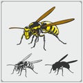 Set of Wasp illustration and silhouette. Dangerous stinging insects collection. Print design for t-shirt. Royalty Free Stock Photo