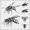 Set of Wasp labels, badges, icons and design elements. Dangerous stinging insects collection. Sport club emblems.