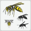 Set of Wasp labels, badges, icons and design elements. Dangerous stinging insects collection. Sport club emblems.