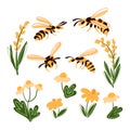 Set of wasps and wild flowers from different sides. Insect in vector color drawing. Hand drawn colored trendy vector